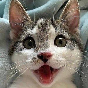 Meet your Posher, Zinddine